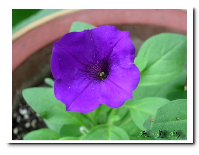 �������Ļ����ã�ɹ��̫����ɹţţ����