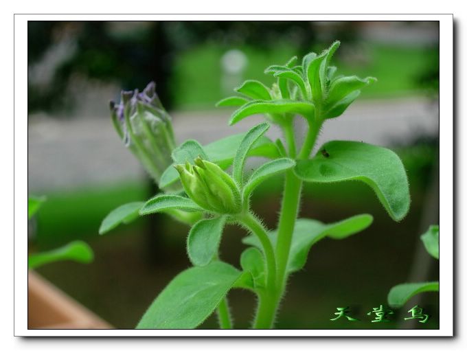 �������Ļ����ã�ɹ��̫����ɹţţ����