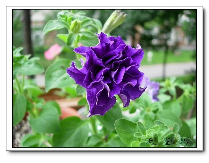 �������Ļ����ã�ɹ��̫����ɹţţ����