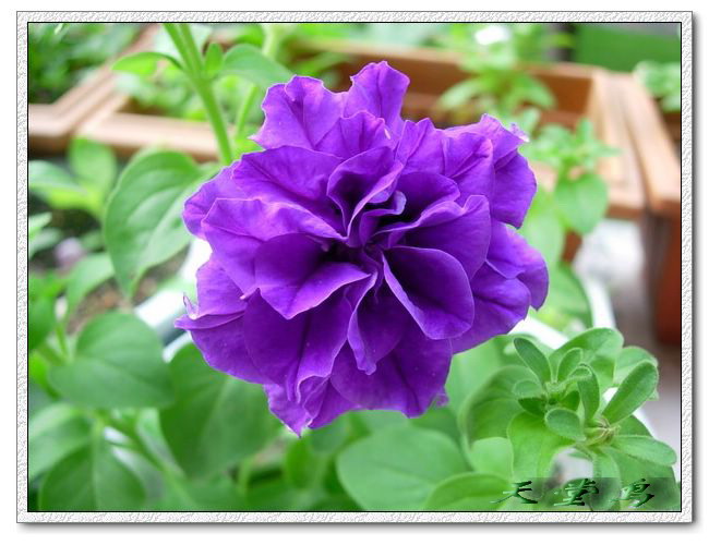 �������Ļ����ã�ɹ��̫����ɹţţ����