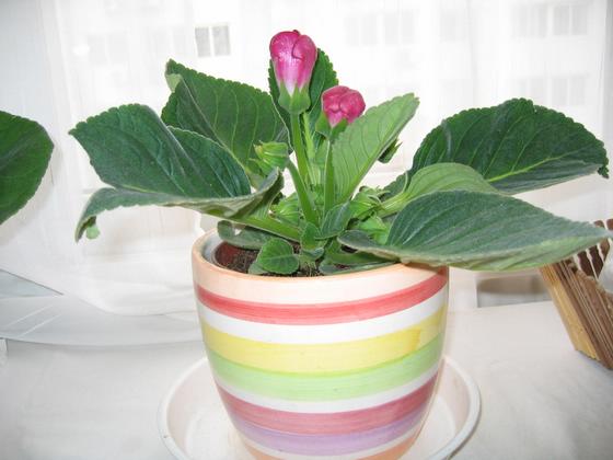 ��ʳ���������û�������(δ�����)