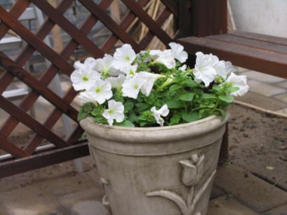 ��ʳ���������û�������(δ�����)