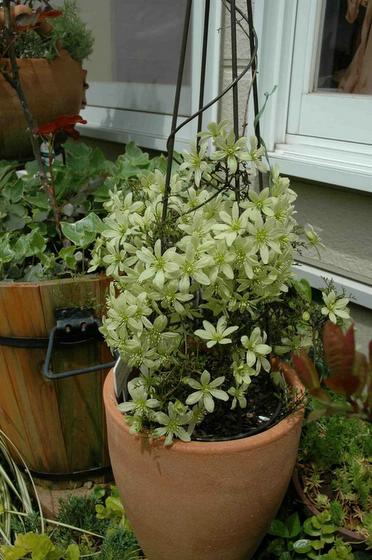 ��ʳ���������û�������(δ�����)