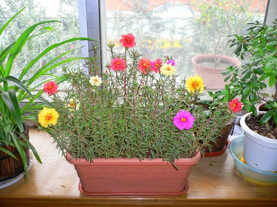 ��ʳ���������û�������(δ�����)