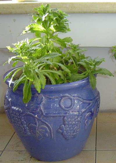 ��ʳ���������û�������(δ�����)