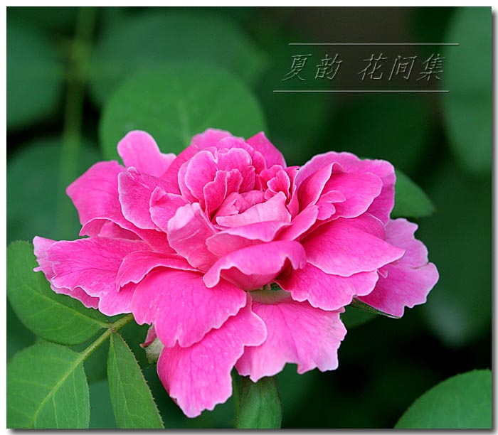 ���伯----�ҵ��¼���԰(�У�3���£�