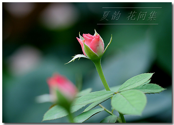 ���伯----�ҵ��¼���԰(�У�3���£�