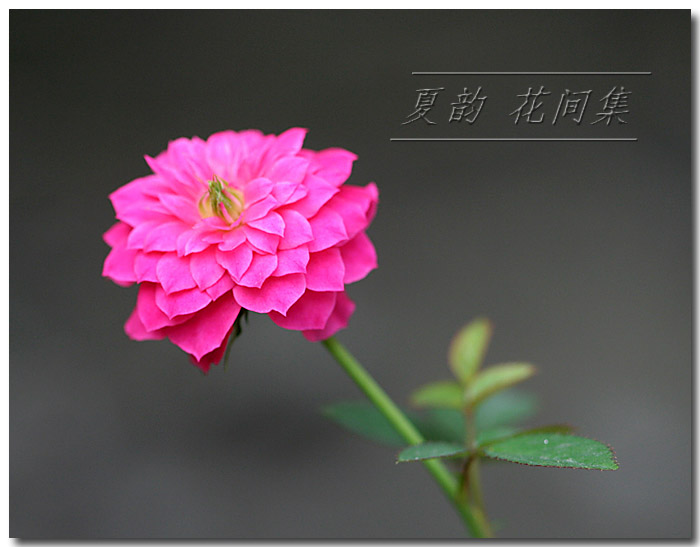 ���伯----�ҵ��¼���԰(�У�3���£�