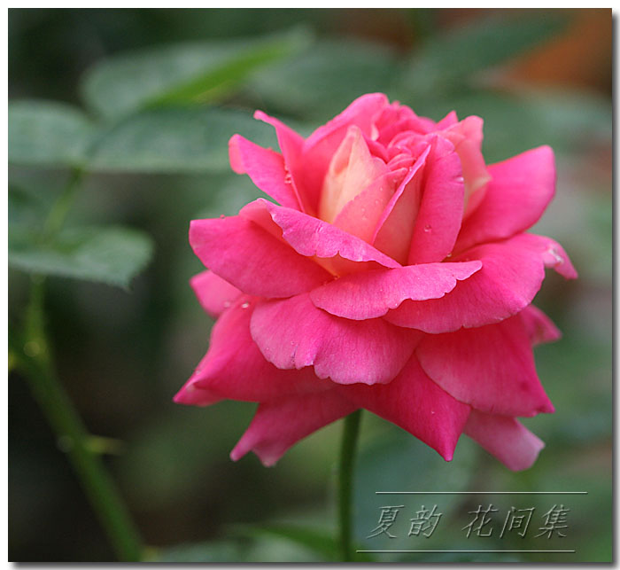 ���伯----�ҵ��¼���԰(�У�3���£�