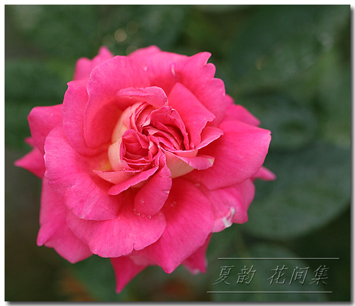 ���伯----�ҵ��¼���԰(�У�3���£�