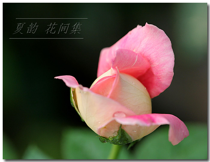 ���伯----�ҵ��¼���԰(�У�3���£�