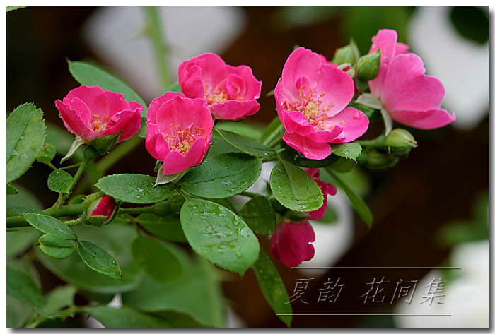 ���伯----�ҵ��¼���԰(�У�3���£�