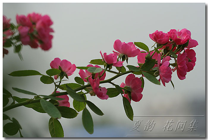 ���伯----�ҵ��¼���԰(�У�3���£�