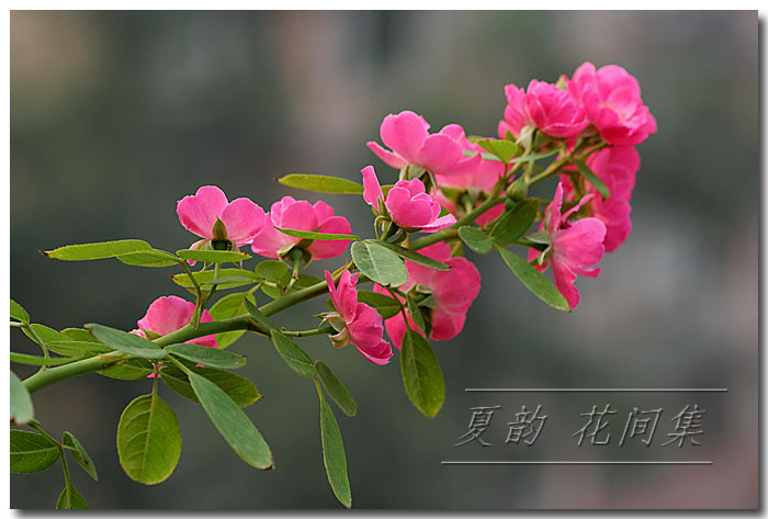 ���伯----�ҵ��¼���԰(�У�3���£�