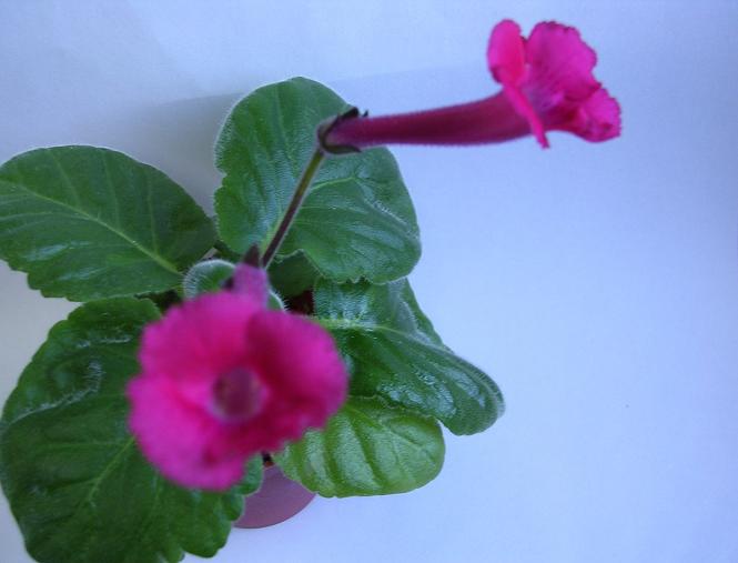 [����]����̦��������