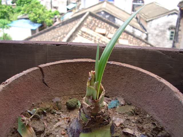�ҵ��춥����