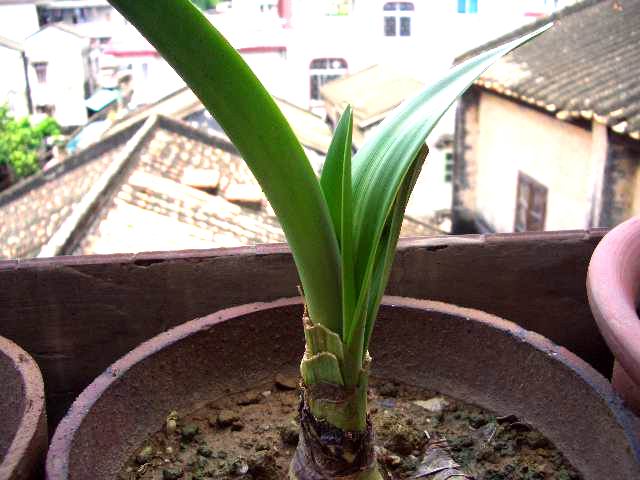 �ҵ��춥����