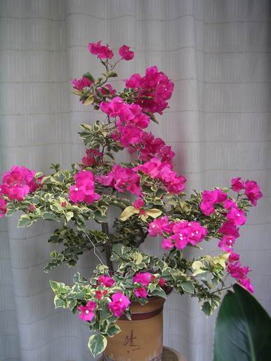 ������̨�ϵ�Ҷ�ӻ�������÷��