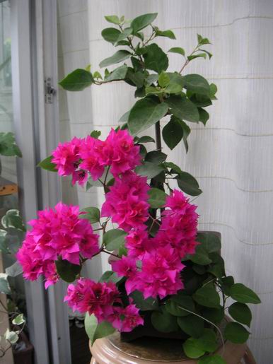 ������̨�ϵ�Ҷ�ӻ�������÷��