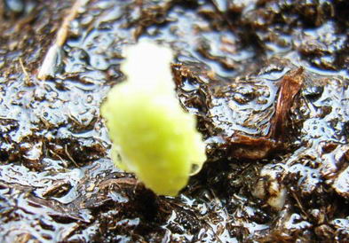 8��11��  ����һ���ɳ���¼�� P9 ���� *������ʢ�����ﲥ*