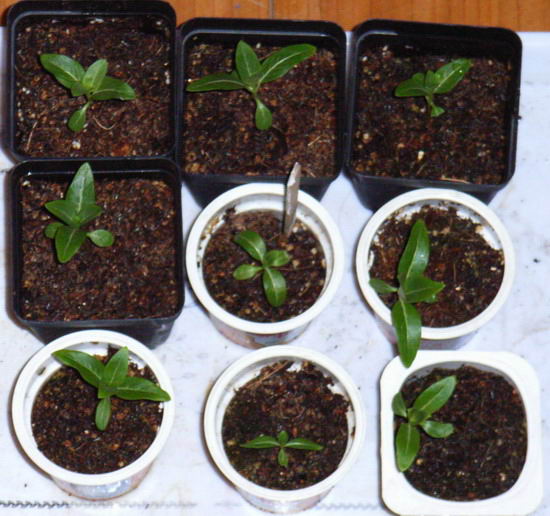 8��11��  ����һ���ɳ���¼�� P9 ���� *������ʢ�����ﲥ*