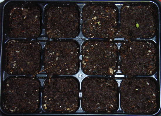 8��11��  ����һ���ɳ���¼�� P9 ���� *������ʢ�����ﲥ*