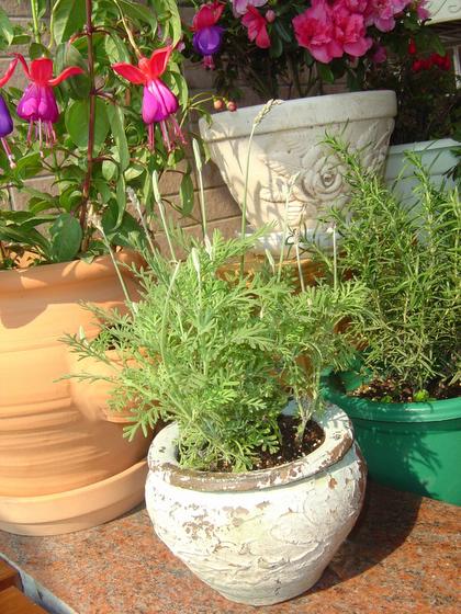 ��ʳ���������û�������(δ�����)