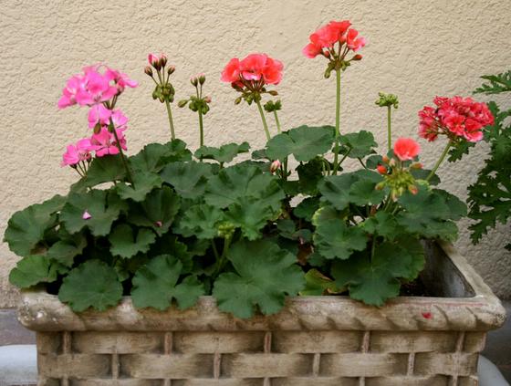 ��ʳ���������û�������(δ�����)