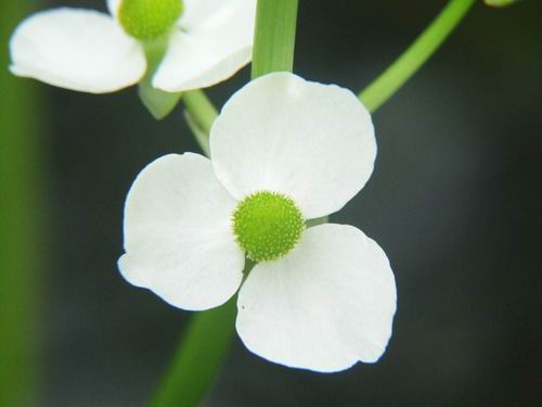 [ԭ��]���µ�Ұ��