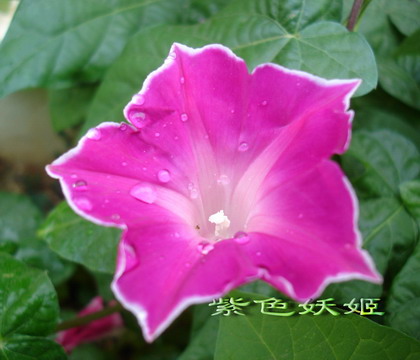 ţ���ܡ���ǣţ�ࣨ�������ͼ��