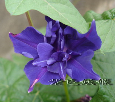 ţ���ܡ���ǣţ�ࣨ�������ͼ��