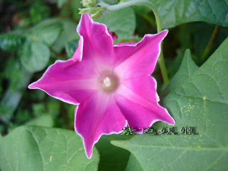 ţ���ܡ���ǣţ�ࣨ�������ͼ��