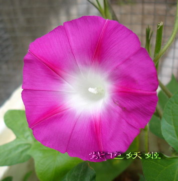 ţ���ܡ���ǣţ�ࣨ�������ͼ��