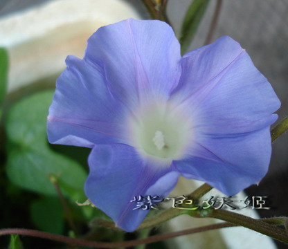 ţ���ܡ���ǣţ�ࣨ�������ͼ��