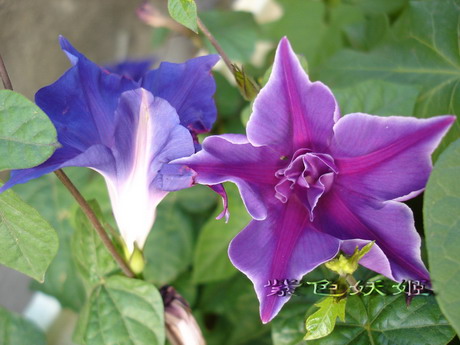 ţ���ܡ���ǣţ�ࣨ�������ͼ��