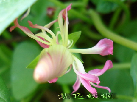 ţ���ܡ���ǣţ�ࣨ�������ͼ��