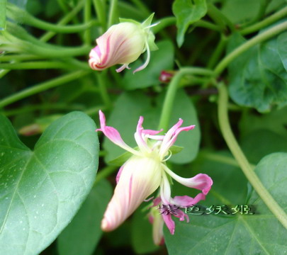 ţ���ܡ���ǣţ�ࣨ�������ͼ��