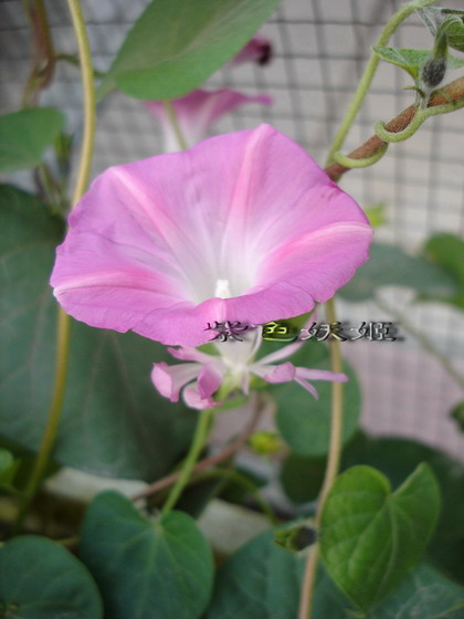 ţ���ܡ���ǣţ�ࣨ�������ͼ��