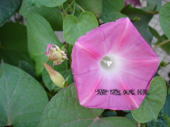 ţ���ܡ���ǣţ�ࣨ�������ͼ��