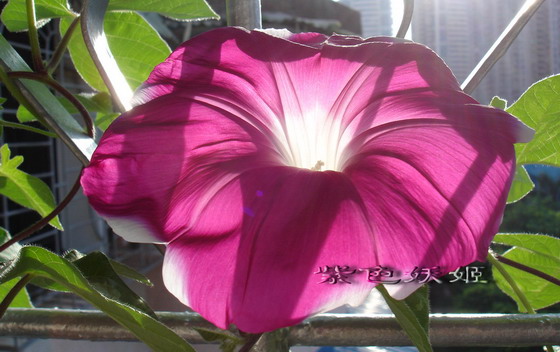 ţ���ܡ���ǣţ�ࣨ�������ͼ��