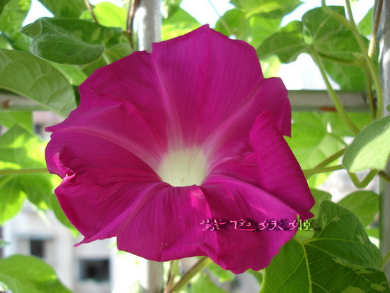 ţ���ܡ���ǣţ�ࣨ�������ͼ��