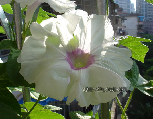 ţ���ܡ���ǣţ�ࣨ�������ͼ��