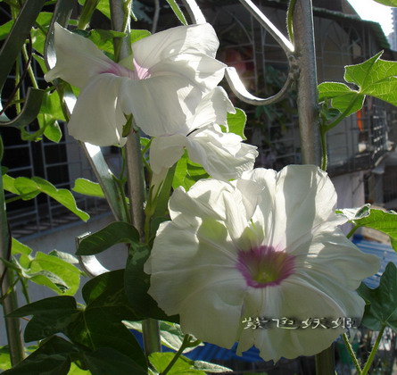 ţ���ܡ���ǣţ�ࣨ�������ͼ��