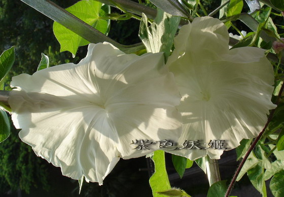 ţ���ܡ���ǣţ�ࣨ�������ͼ��