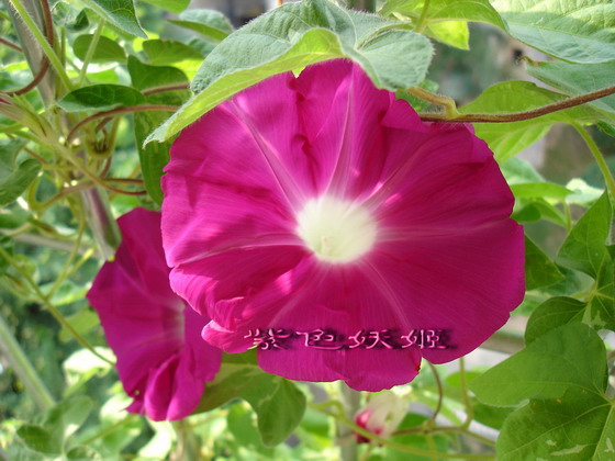 ţ���ܡ���ǣţ�ࣨ�������ͼ��