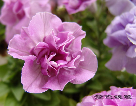 ţ���ܡ�����ţ�ࣨ�������ͼ��