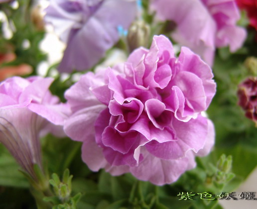 ţ���ܡ�����ţ�ࣨ�������ͼ��