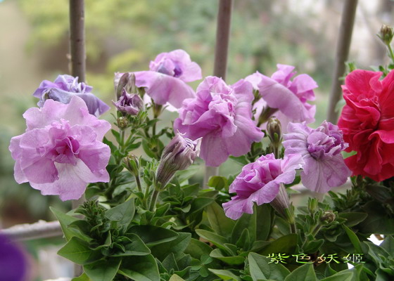 ţ���ܡ�����ţ�ࣨ�������ͼ��