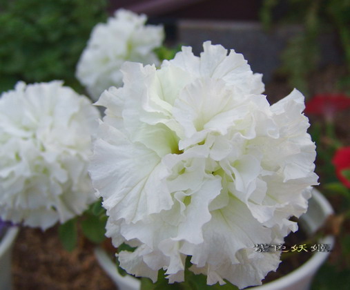 ţ���ܡ�����ţ�ࣨ�������ͼ��