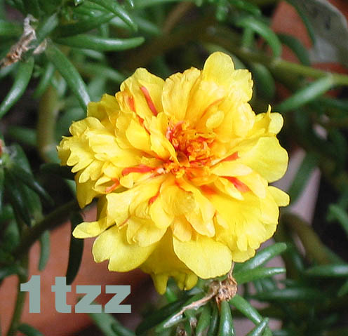 �ҵ�̫����